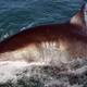 The great white shark, an extant lamniform, also has cannibalistic pups.